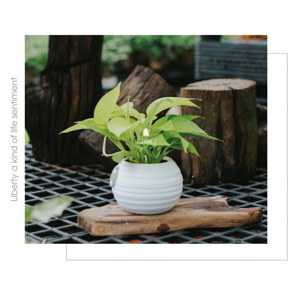 Cây Trầu Bà Neon- Chậu Gốm Sứ Aki - Cây để bàn làm việc - 9X Garden
