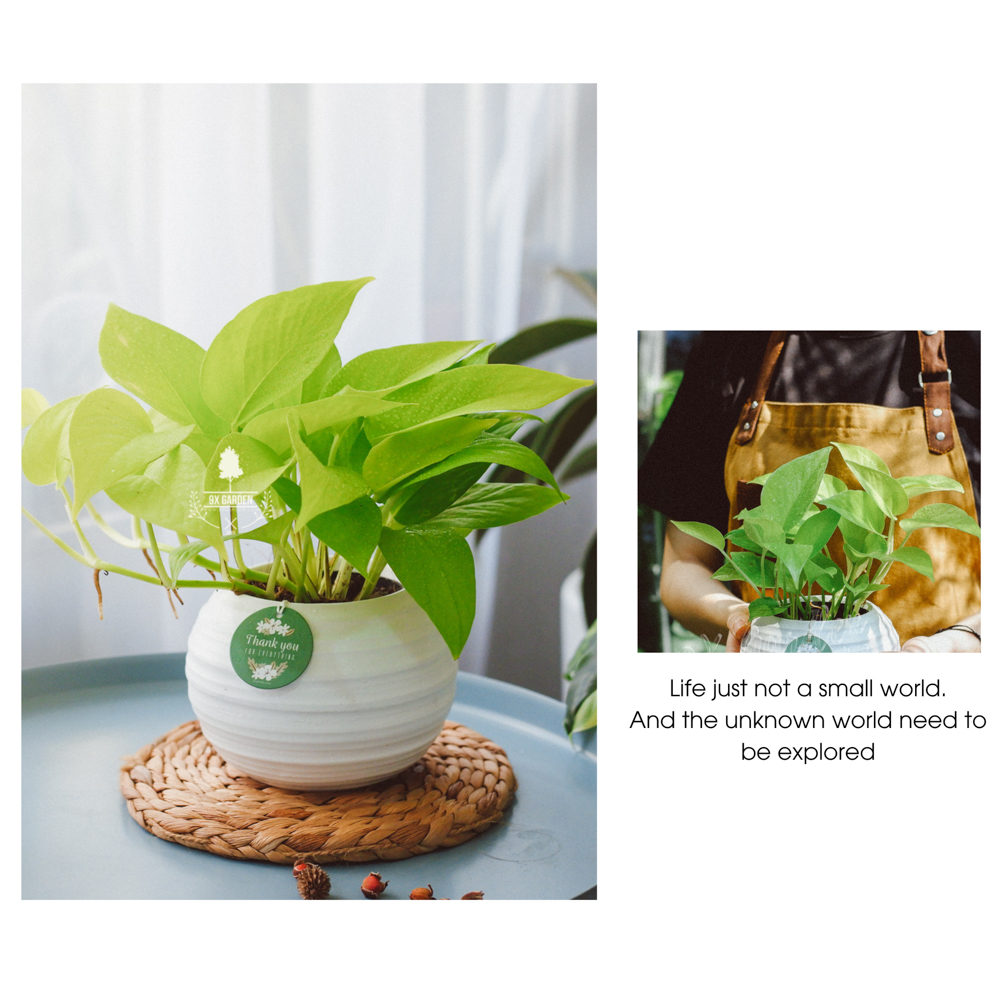 Cây Trầu Bà Neon- Chậu Gốm Sứ Aki - Cây để bàn làm việc - 9X Garden