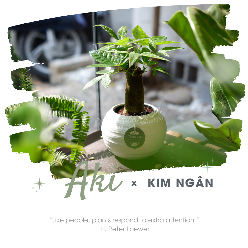 Cây Kim Ngân Đơn - Chậu Gốm Sứ Aki - Cây để bàn làm việc - 9X Garden