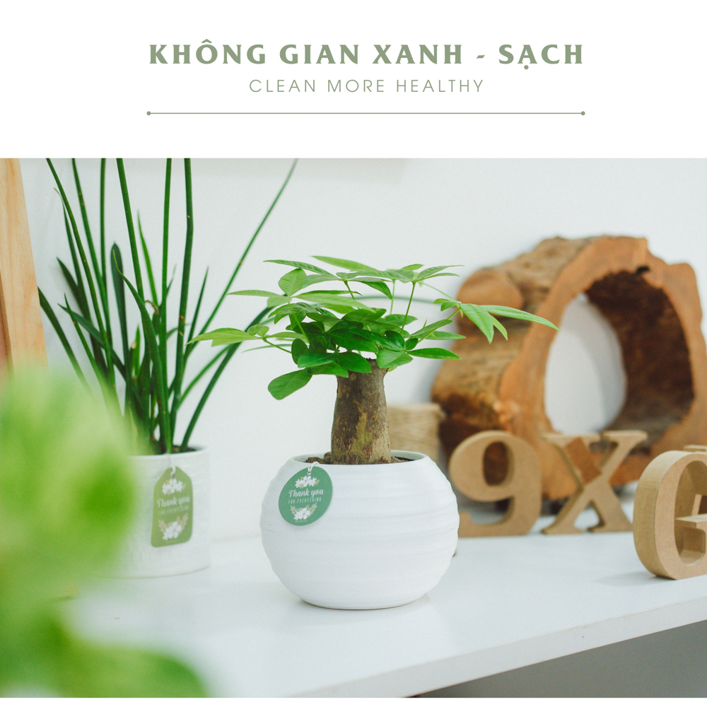 Cây Kim Ngân Đơn - Chậu Gốm Sứ Aki - Cây để bàn làm việc - 9X Garden