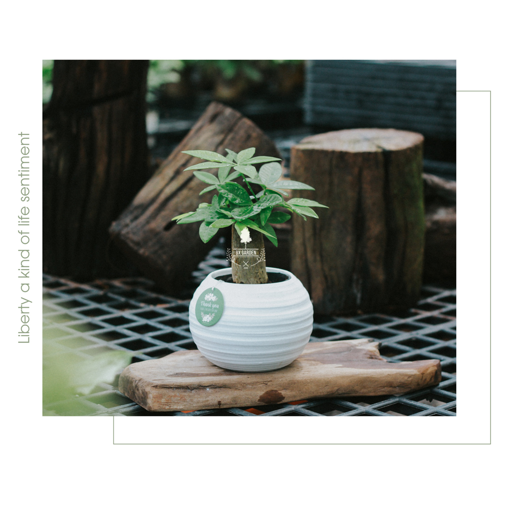 Cây Kim Ngân Đơn - Chậu Gốm Sứ Aki - Cây để bàn làm việc - 9X Garden