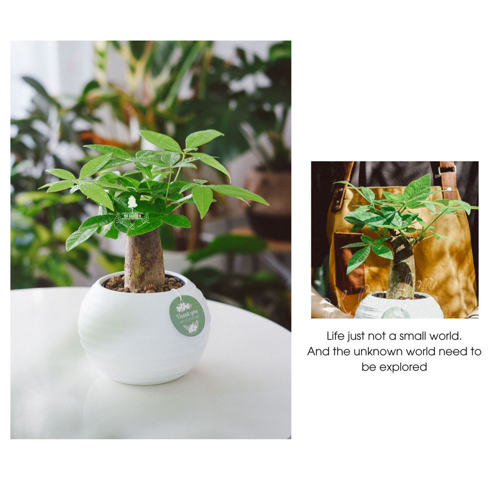 Cây Kim Ngân Đơn - Chậu Gốm Sứ Aki - Cây để bàn làm việc - 9X Garden