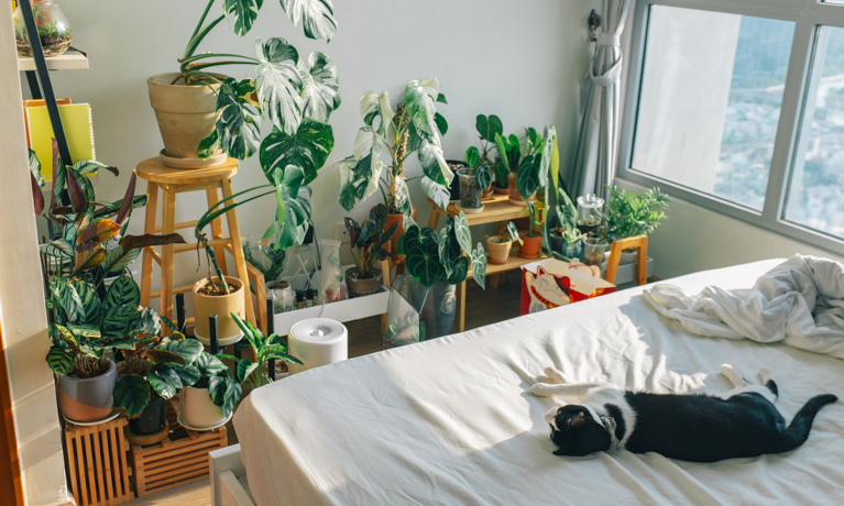 Cây trong nhà (Indoor plant) và thực trạng người chơi cây - 9X GARDEN