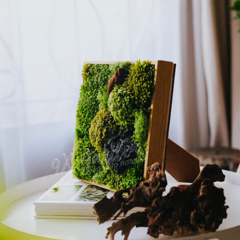 Tranh Rêu - Moss Art // Rêu Tươi & Bảo Tồn Treo Tường, Để Bàn