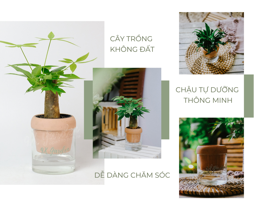 Kim Ngân x Akira - Cây Trồng Không Đất - 9X GARDEN