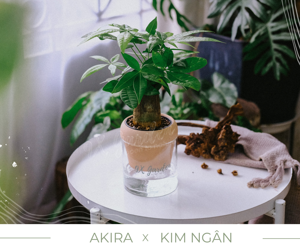 Kim Ngân x Akira - Cây Trồng Không Đất - 9X GARDEN