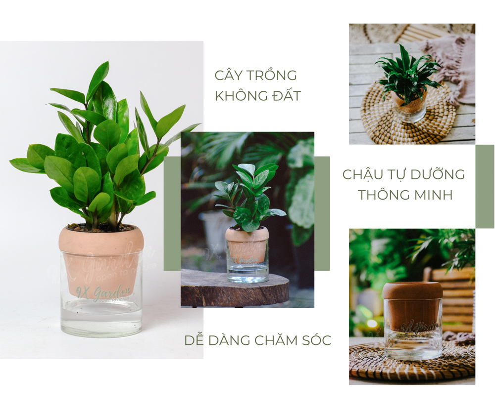 Kim Tiền x Akira - Cây Trồng Không Đất - 9X GARDEN