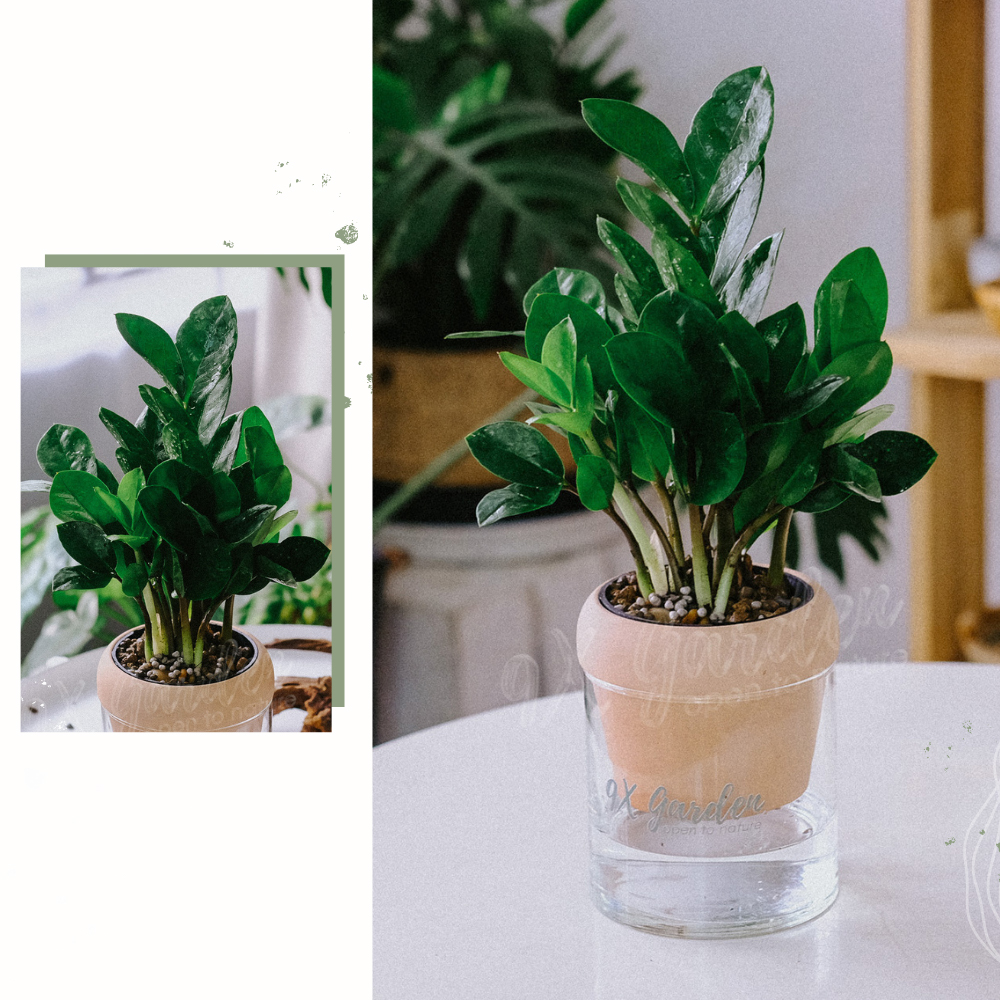 Kim Tiền x Akira - Cây Trồng Không Đất - 9X GARDEN