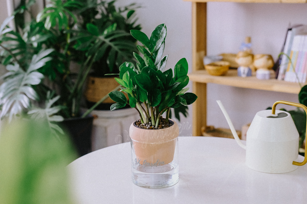 Kim Tiền x Akira - Cây Trồng Không Đất - 9X GARDEN
