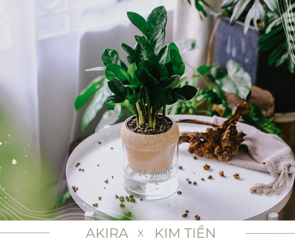 Kim Tiền x Akira - Cây Trồng Không Đất - 9X GARDEN