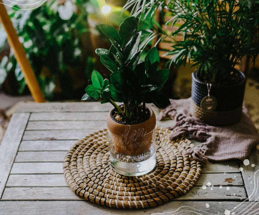 Kim Tiền x Akira - Cây Trồng Không Đất - 9X GARDEN