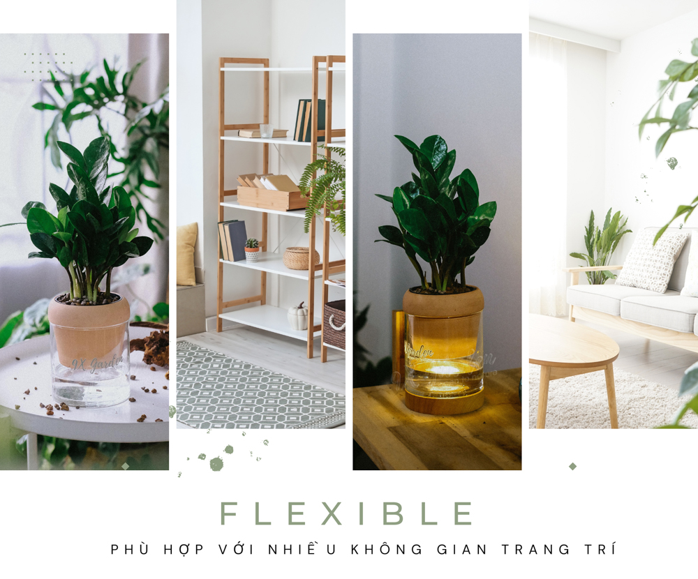 Kim Tiền x Akira - Cây Trồng Không Đất - 9X GARDEN