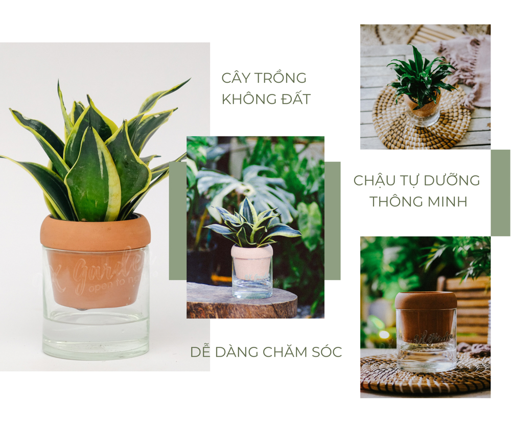 Lưỡi Hổ x Akira - Cây Trồng Không Đất - 9X GARDEN