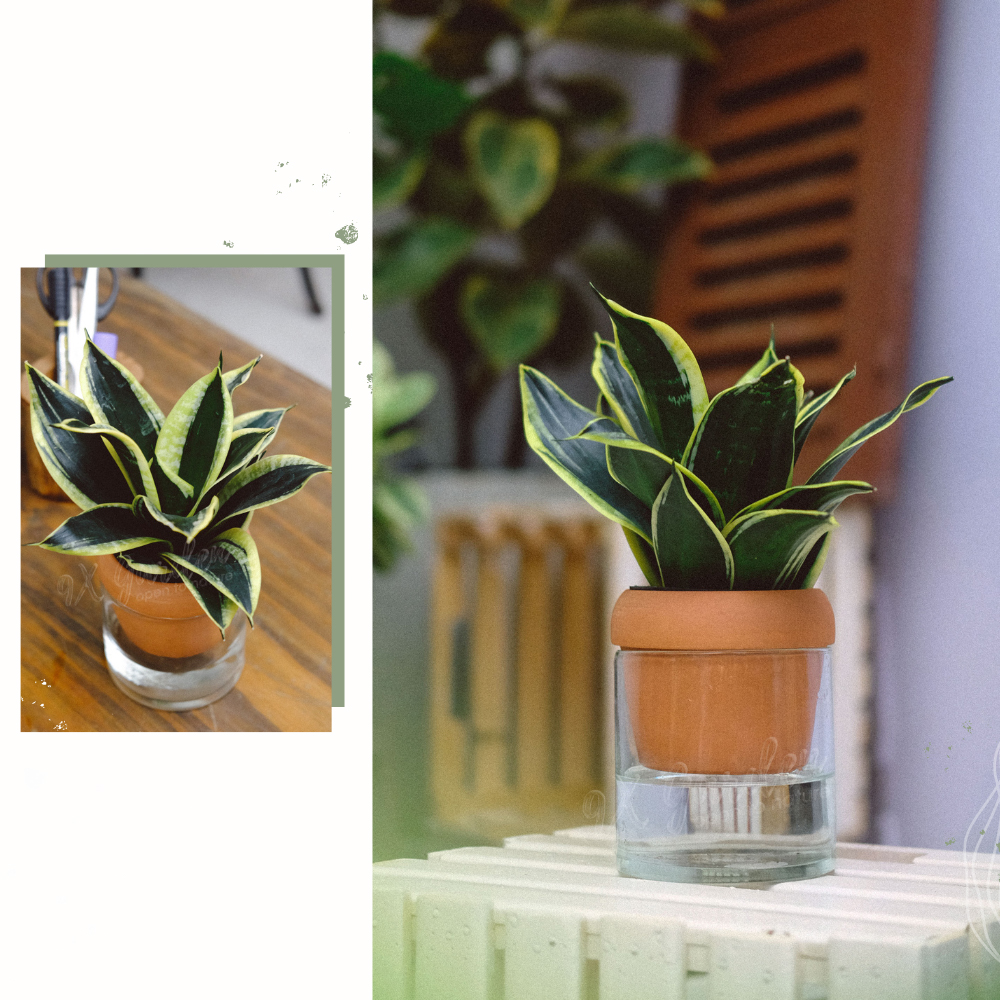 Lưỡi Hổ x Akira - Cây Trồng Không Đất - 9X GARDEN