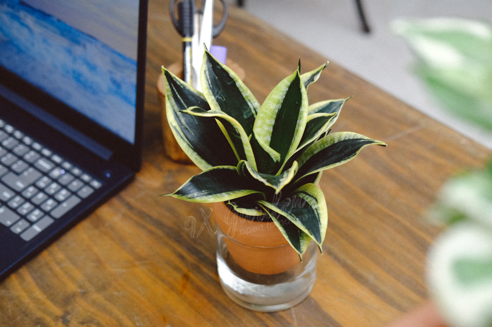 Lưỡi Hổ x Akira - Cây Trồng Không Đất - 9X GARDEN