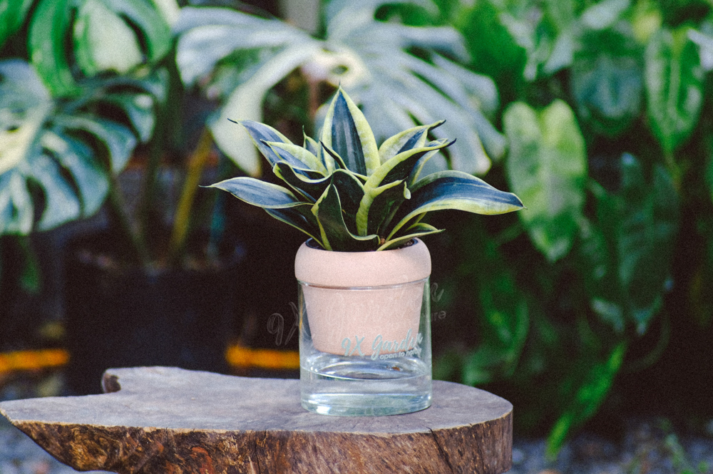Lưỡi Hổ x Akira - Cây Trồng Không Đất - 9X GARDEN