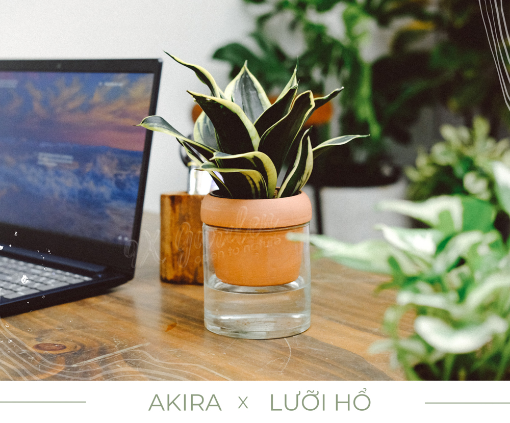Lưỡi Hổ x Akira - Cây Trồng Không Đất - 9X GARDEN