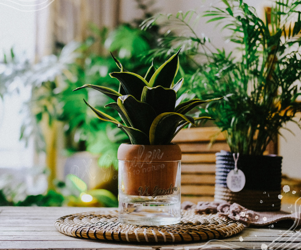 Lưỡi Hổ x Akira - Cây Trồng Không Đất - 9X GARDEN
