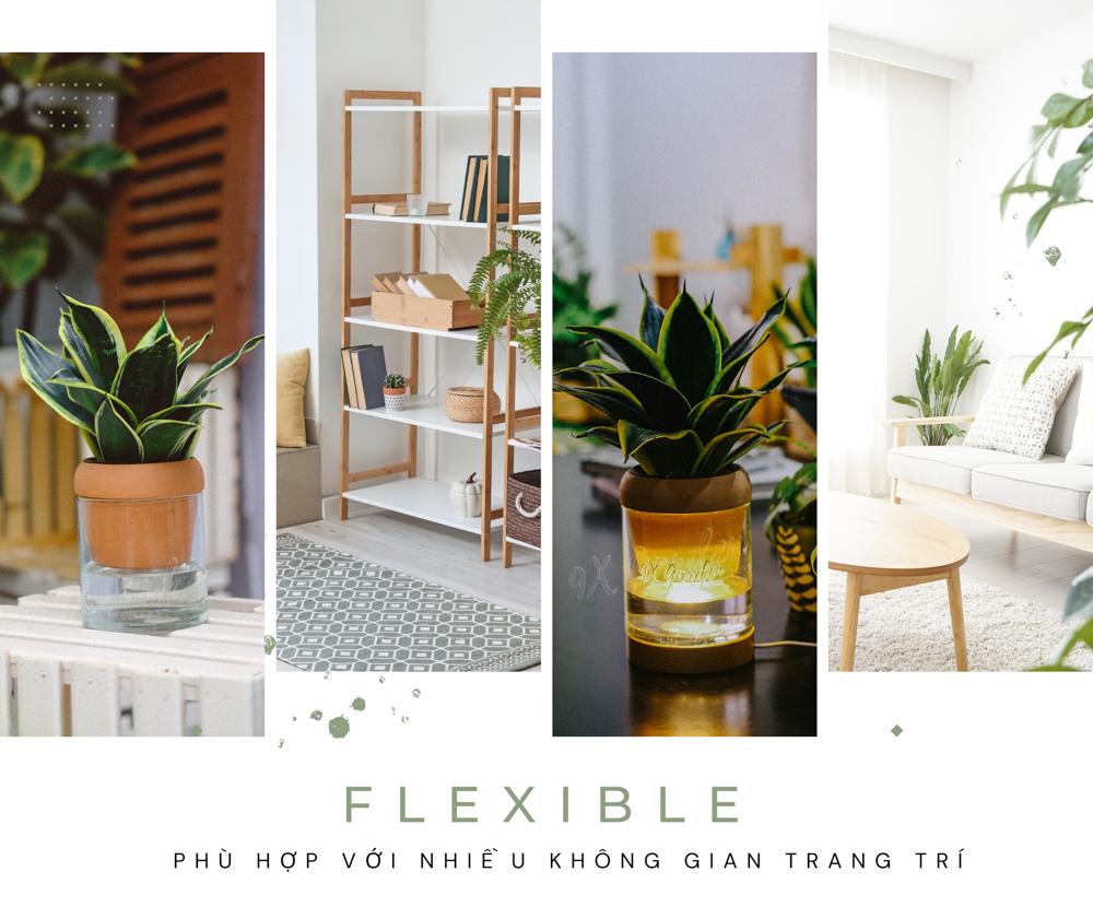Lưỡi Hổ x Akira - Cây Trồng Không Đất - 9X GARDEN
