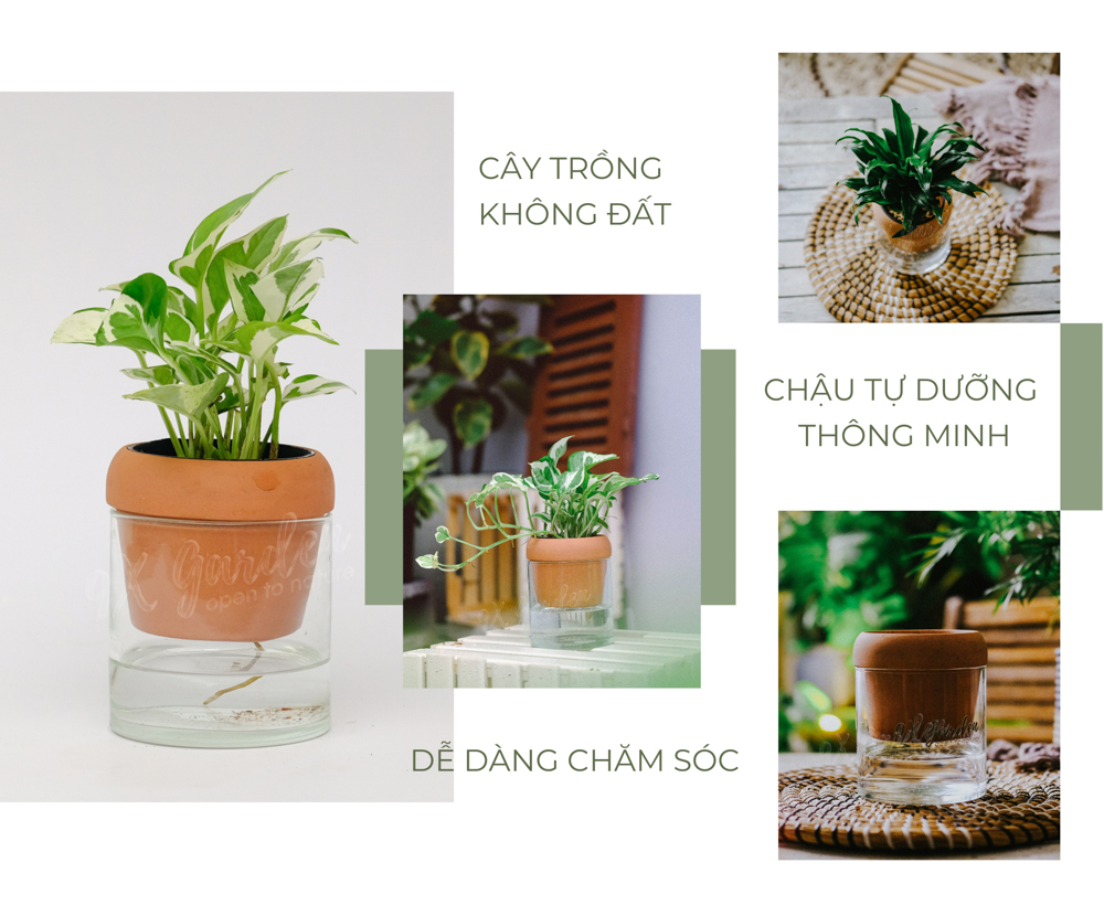 Trầu Bà Cẩm Thạch x Akira - Cây Trồng Không Đất - 9X GARDEN
