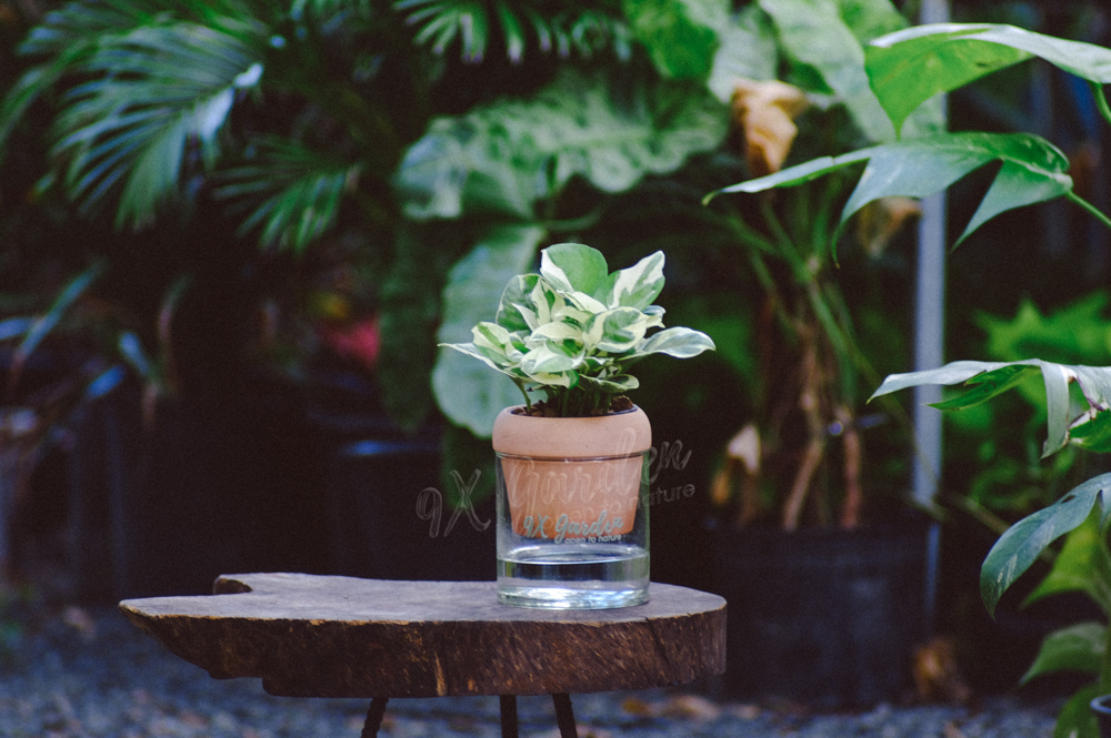 Trầu Bà Cẩm Thạch x Akira - Cây Trồng Không Đất - 9X GARDEN