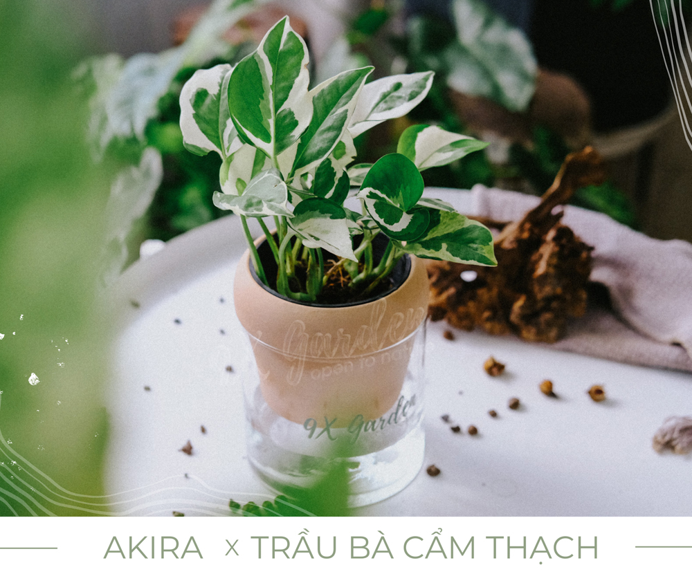 Trầu Bà Cẩm Thạch x Akira - Cây Trồng Không Đất - 9X GARDEN