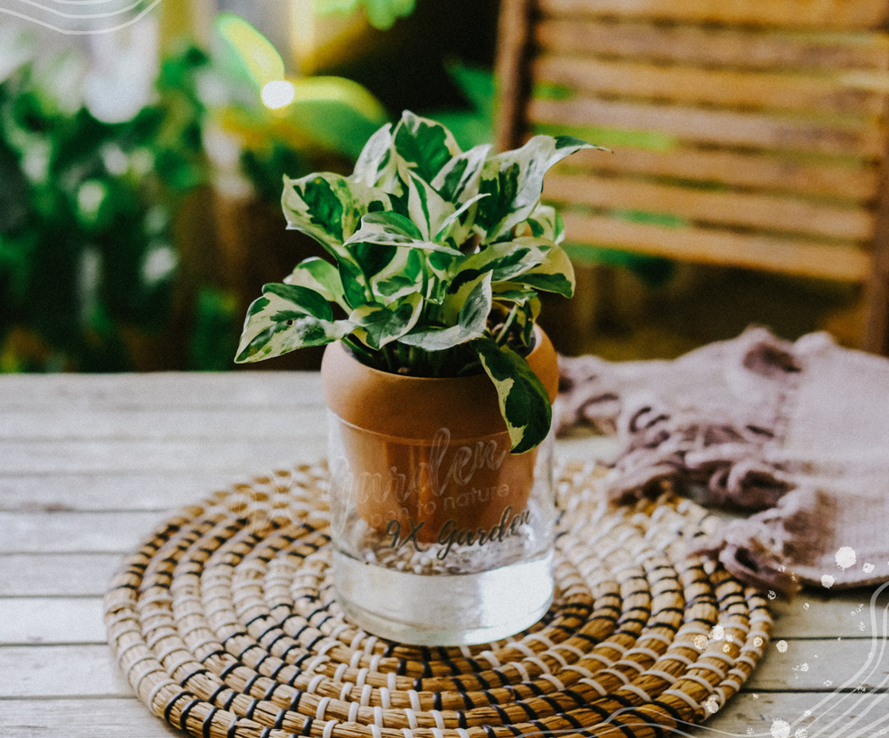 Trầu Bà Cẩm Thạch x Akira - Cây Trồng Không Đất - 9X GARDEN