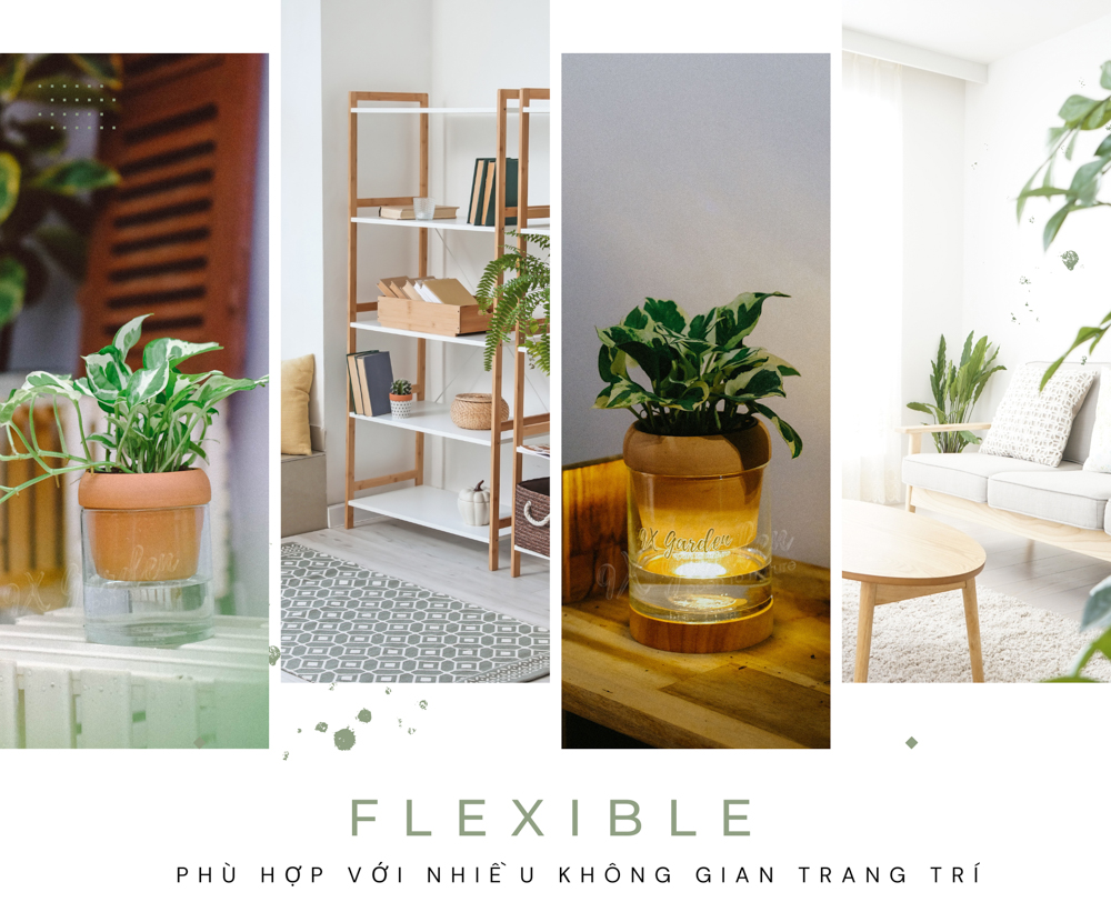 Trầu Bà Cẩm Thạch x Akira - Cây Trồng Không Đất - 9X GARDEN