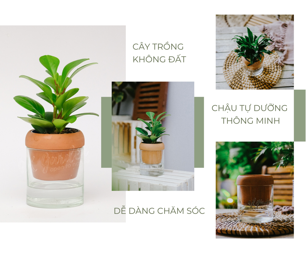 Trường Sinh x Akira - Cây Trồng Không Đất - 9X GARDEN