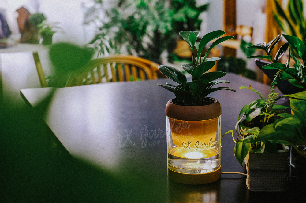 Trường Sinh x Akira - Cây Trồng Không Đất - 9X GARDEN