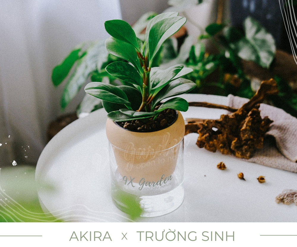 Trường Sinh x Akira - Cây Trồng Không Đất - 9X GARDEN