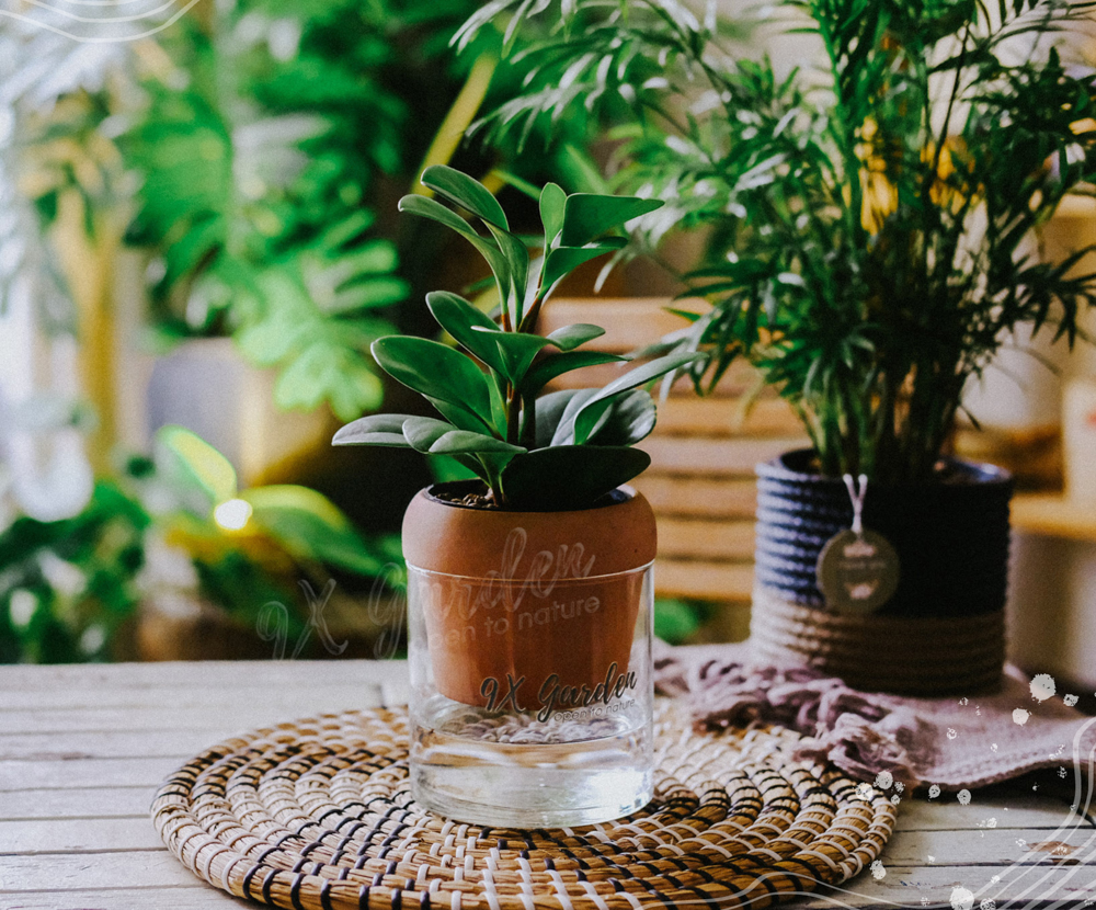 Trường Sinh x Akira - Cây Trồng Không Đất - 9X GARDEN