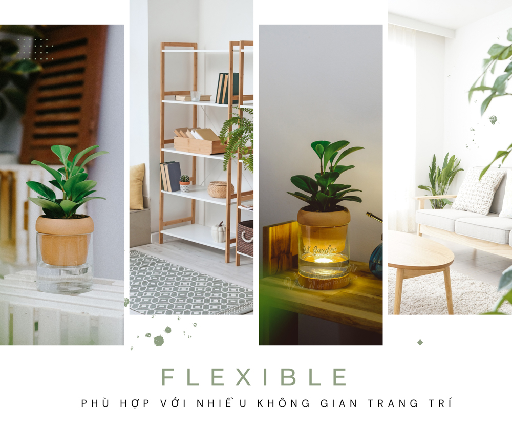 Trường Sinh x Akira - Cây Trồng Không Đất - 9X GARDEN