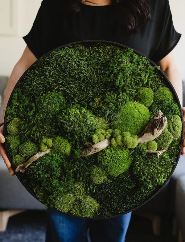 Thi Công Tranh Rêu - Tường Rêu Bảo Tồn (Vĩnh cửu) | Moss Art by 9X GARDEN