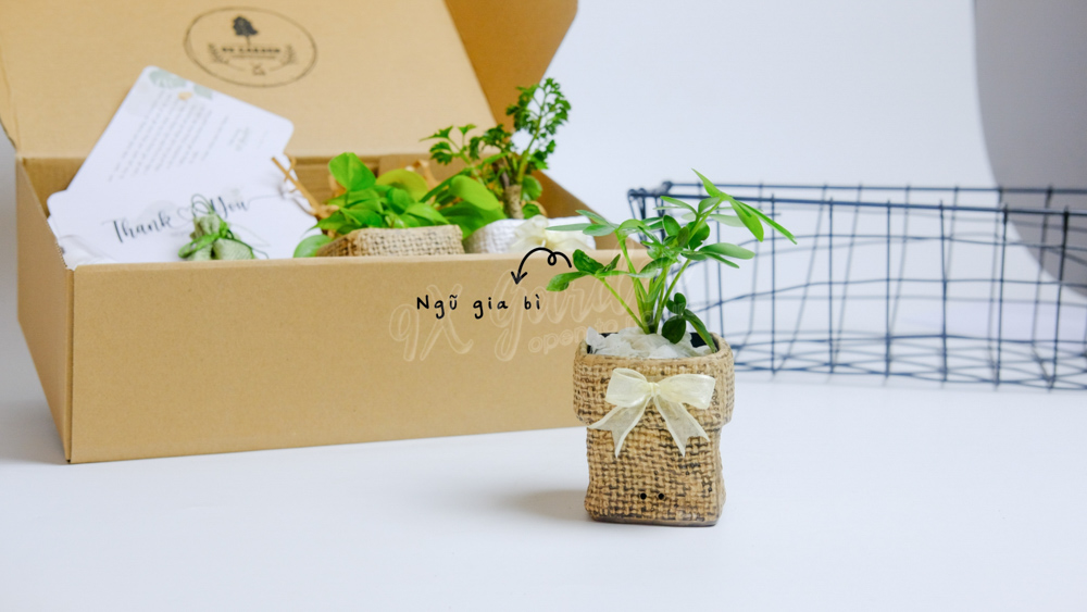 Gift Box - TOKI Suko