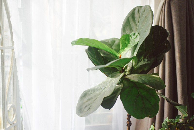 Chúng ta có đang nhìn nhận sai về cây cảnh - 9X Garden