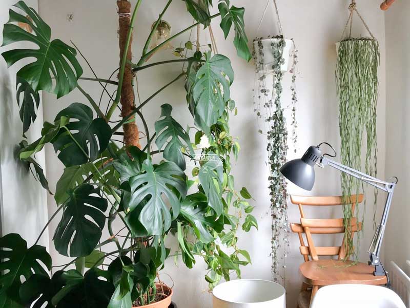 Dùng đèn nhân tạo cho cây trồng trong nhà - 9X Garden