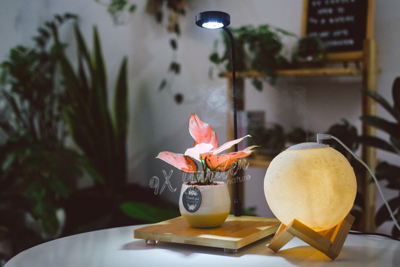 Dùng đèn nhân tạo cho cây trồng trong nhà - 9X Garden