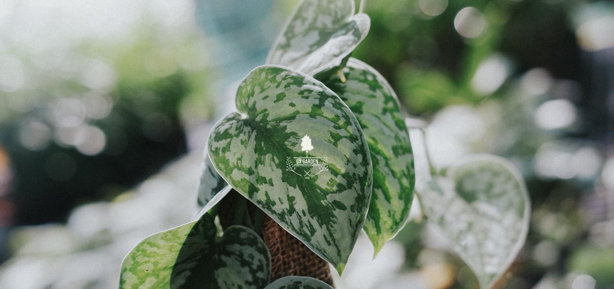 Sự hoàn hảo của những chiếc lá - 9X Garden