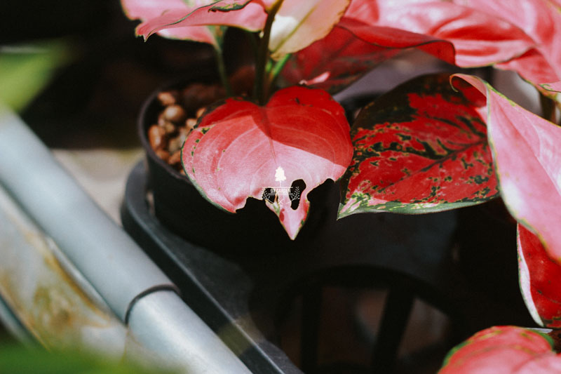 Sự hoàn hảo của những chiếc lá - 9X Garden