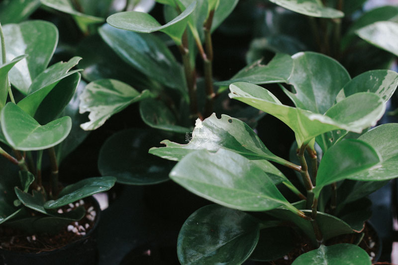 Sự hoàn hảo của những chiếc lá - 9X Garden