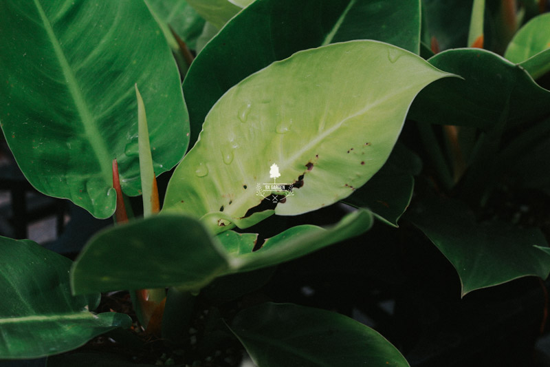 Sự hoàn hảo của những chiếc lá - 9X Garden