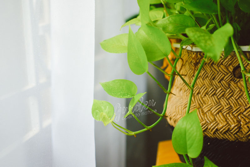 Sự hoàn hảo của những chiếc lá - 9X Garden