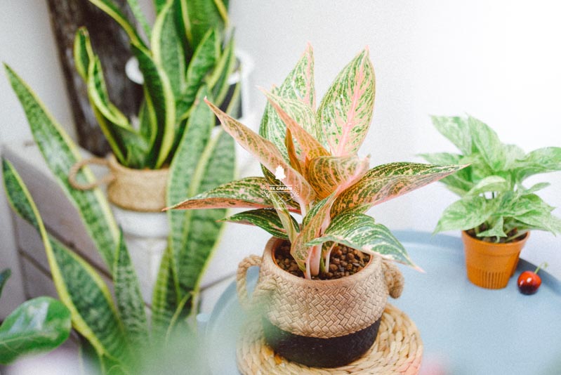 'Bully A Plant' - Liệu cây có nghe được - 9X Garden