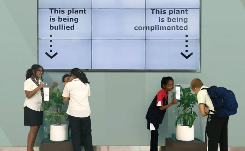 'Bully A Plant' - Liệu cây có nghe được - 9X Garden