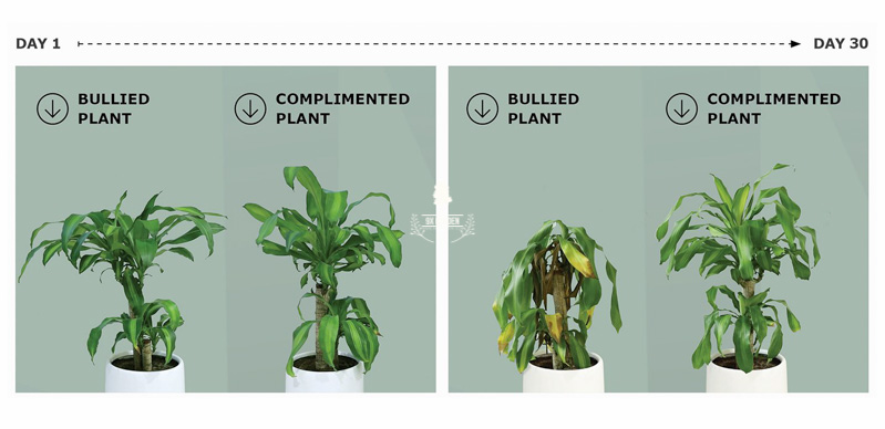 'Bully A Plant' - Liệu cây có nghe được - 9X Garden