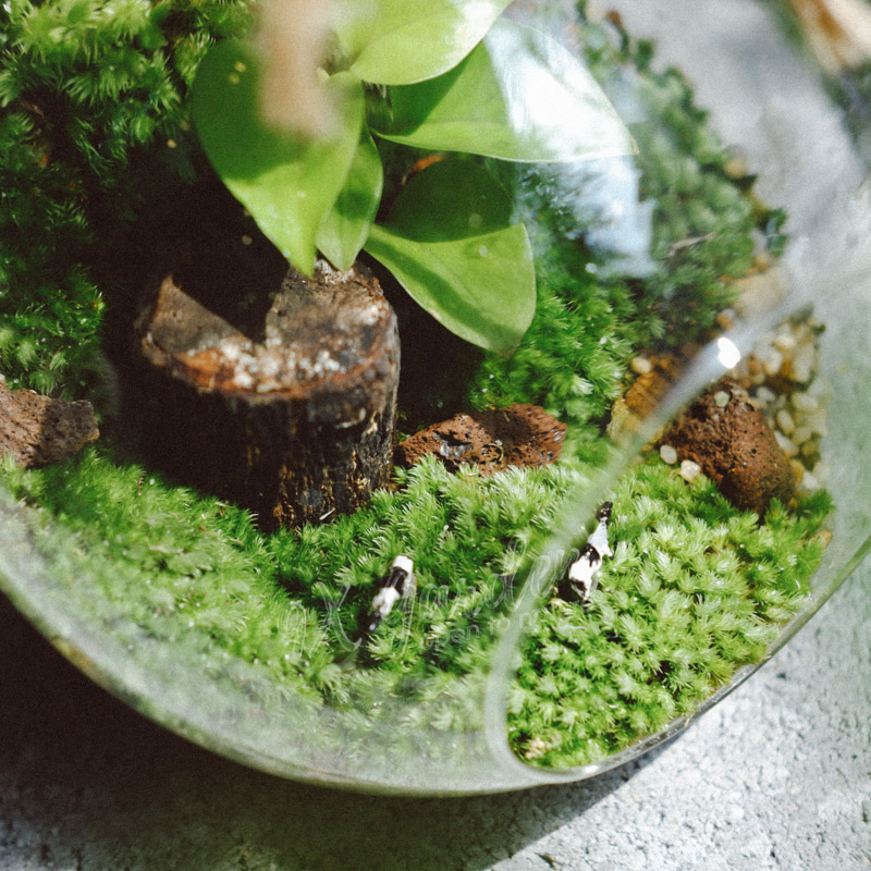 Chọn cây terrarium thế nào cho đúng