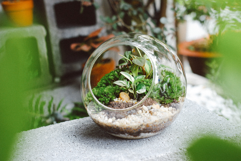 Chọn cây terrarium thế nào cho đúng