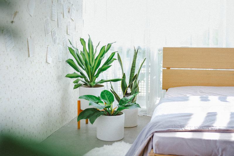 Cây trong nhà (Indoor plant) và thực trạng người chơi cây - 9X GARDEN