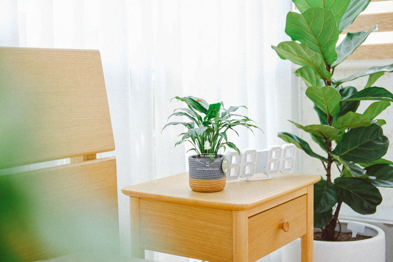 Cây trong nhà (Indoor plant) và thực trạng người chơi cây - 9X GARDEN